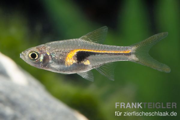 Keilfleckbärbling/ Trigonostigma heteromorpha